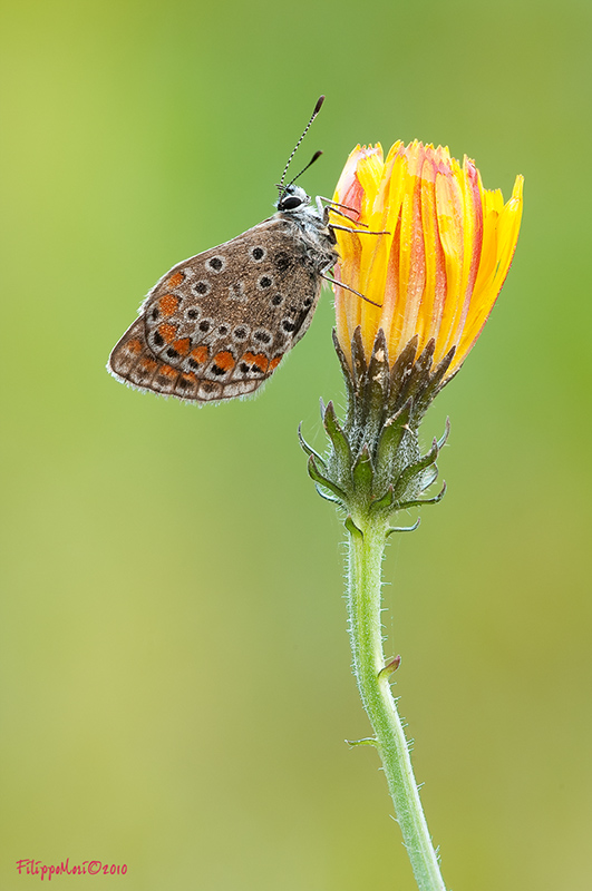 Aricia agestis?